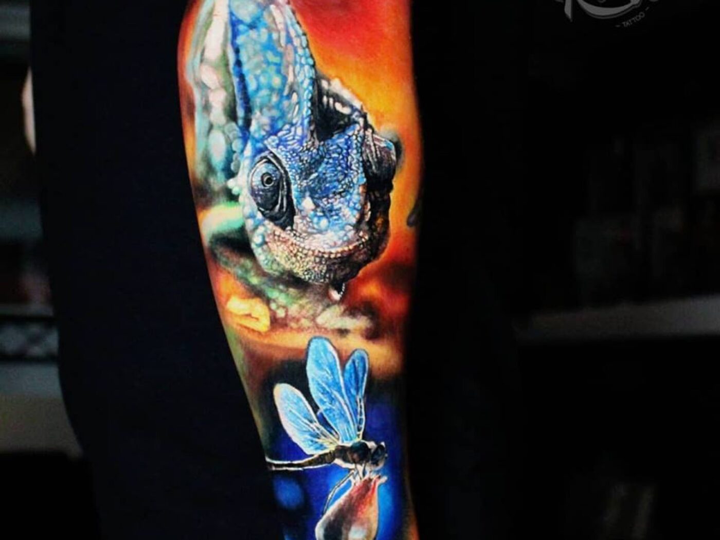 Animals tattoo by Hypnotic Art Tattoo Studio, Milton Keynes